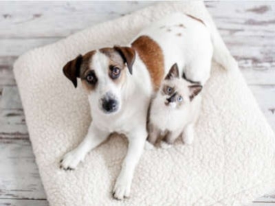 La magnétothérapie : est-ce efficace chez les animaux le chien ou le chat ?